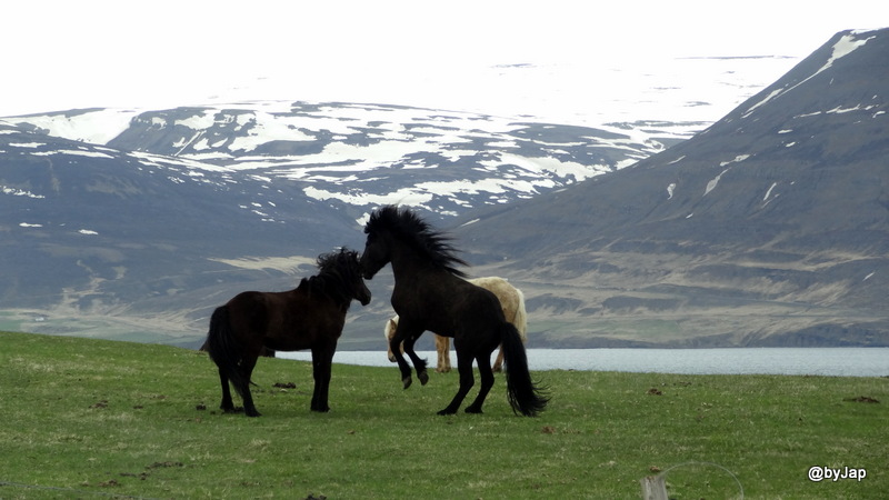 Deux chevaux islandais noirs jouent à se provoquer