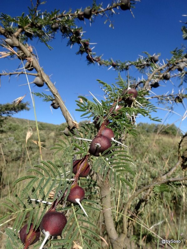 Acacia épineux