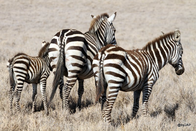 la-famille-de-zebres-au-complet
