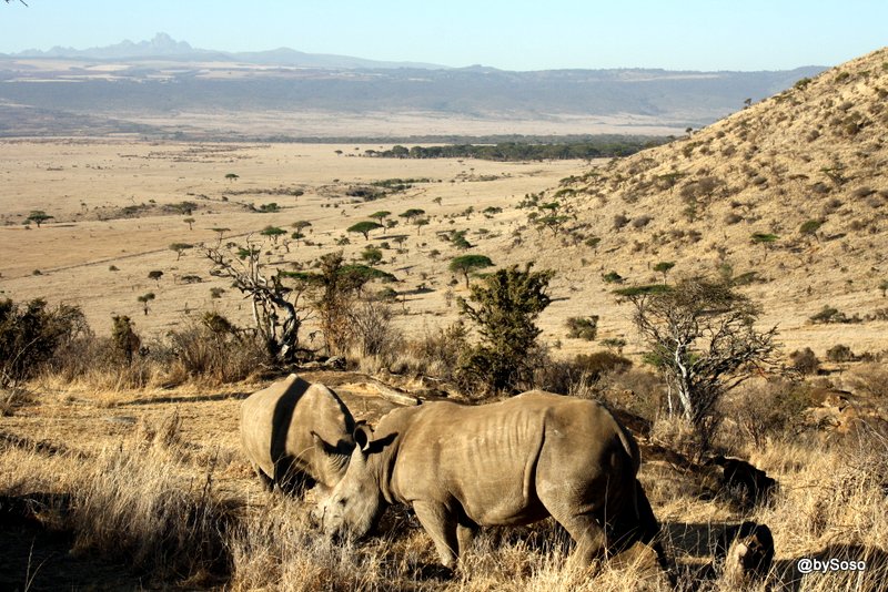 rhinos-face-au-mont-kenya