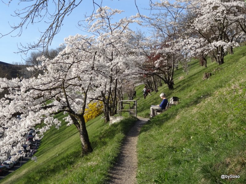 Allee-des-cerisiers-japonais-Rosengarten-Berne